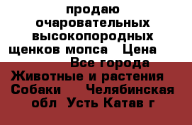 продаю очаровательных высокопородных щенков мопса › Цена ­ 20 000 - Все города Животные и растения » Собаки   . Челябинская обл.,Усть-Катав г.